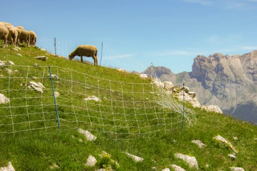 Berg met schapen